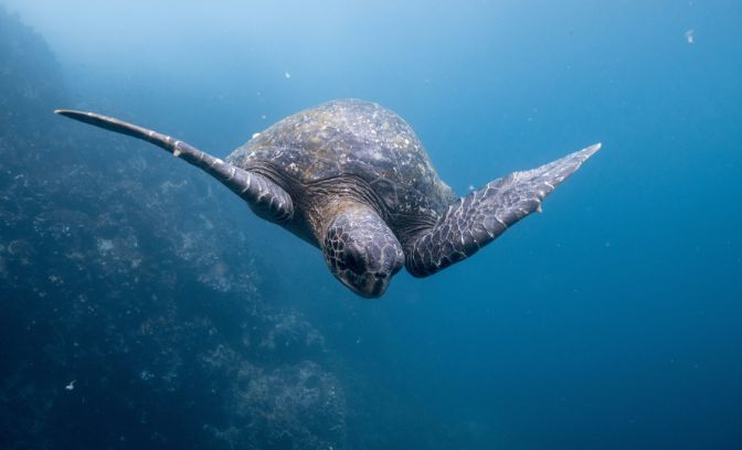 Schildpad in de zee bij de Caribbean